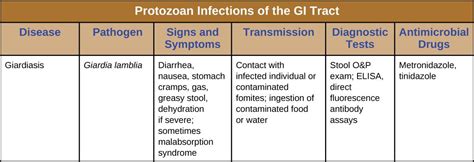 What Disease Is Caused By Protozoa Pregnant Health Tips