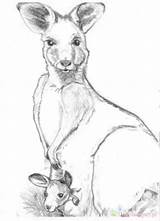 Coloring Kangaroo Kangur Kolorowanki Dzieci Wydruku sketch template
