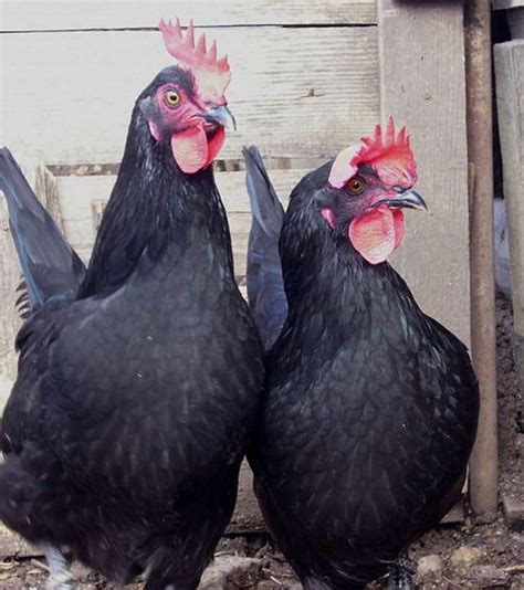 11 beautiful black chickens mental floss