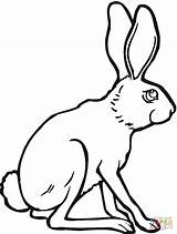 Rabbit Hare Liebre Jackrabbit Arctic Hares sketch template