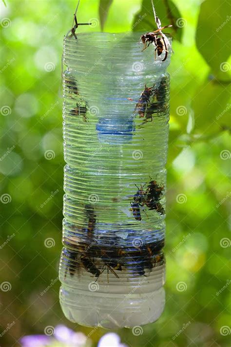 homemade val voor aziatische hoornaar stock afbeelding image  hangen vloek