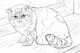 Coloring Cat Shorthair Exotic Pages Cats Printable Kittens Cute Colouring Persian Drawings Nature Categories Choose Board sketch template