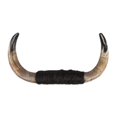 authentic bull horns  decoration  training