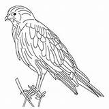 Coloring Sparrowhawk Hawk Sparrow Designlooter 230px 62kb Pages sketch template