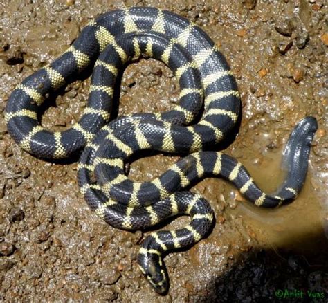 annulated sea snake facts  pictures reptile fact