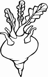 Turnip Coloring Pages Printable Template Supercoloring Gif Turnips Sketch Categories sketch template