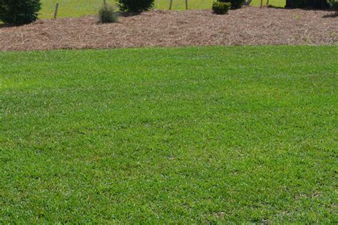 lawn care services   landscaping lawn care