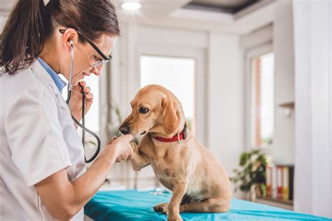 9 Ways To Get Affordable Vet Care Vet Clinics Near You