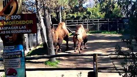 camello bactriano buin zoo youtube