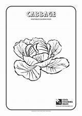 Cabbage sketch template