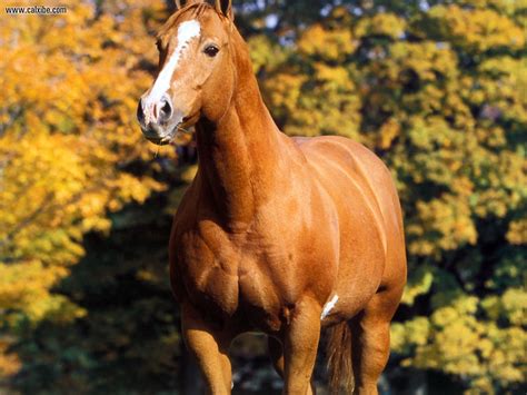 buckskin quarter horse wallpaper aged buckskin quarter horse gelding grazing