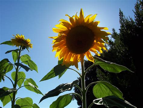 seasonal advice  july recipes gardening folklore