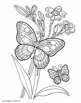 Coloring Pages Butterfly Book Printable Butterflies Flowers Insect sketch template