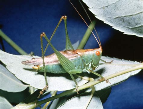 grasshopper description features species britannica