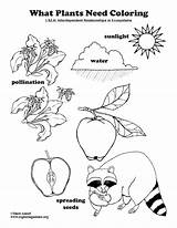 Plants Need Coloring Activity sketch template