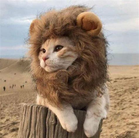lion mane cats halloween costume  inviting home