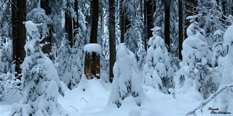 verschneite fichten im schwarzwald °°°° foto and bild
