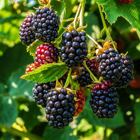 thornless blackberry plants for sale