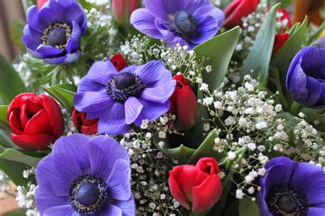 images gratuites fleur violet petale floraison rouge flore beau tulipes fleuriste