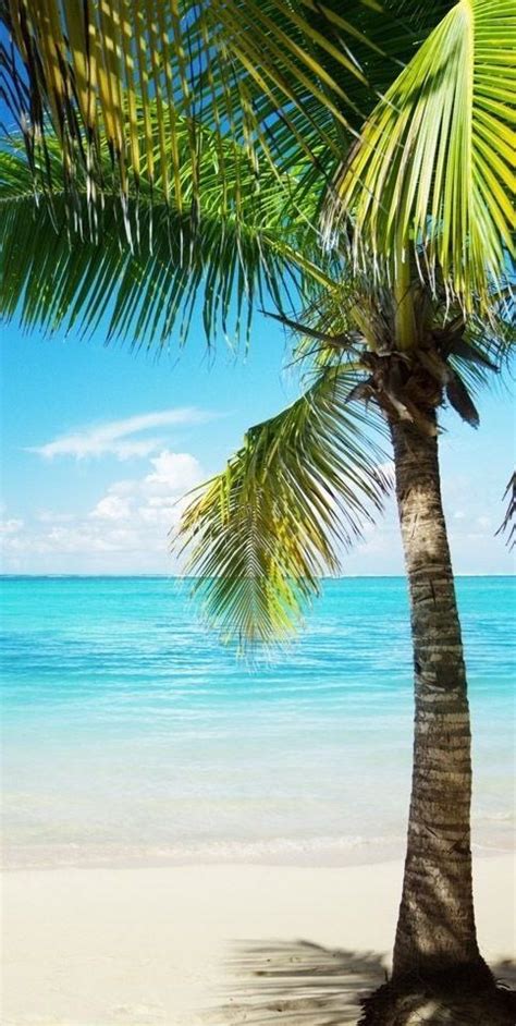 Leo Palm Tree Luquillo Beach Puerto Rico Beach