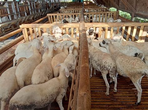 list  ternak kambing domba ideas peternak indonesia