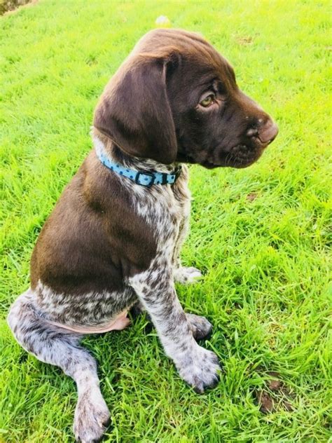 german shorthaired pointer puppies offer