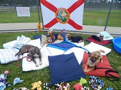 shelter dog bed project  give thousands  dogs