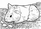 Meerschweinchen Ausmalbild Ausmalen Malvorlage Cavia Kinderbilder Hamster Bauernhof Dem Uhu sketch template
