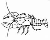 Crawfish Coloring Drawing Crawdad Crayfish Printable Pages Boil Getdrawings Getcolorings Color Print sketch template