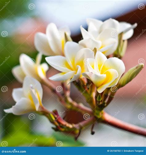 frangipani spa plumeria flowers stock photo image  flower beauty