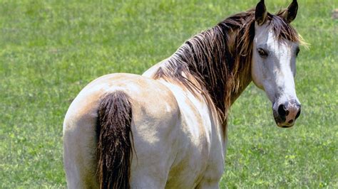 grulla colored quarter horse  quick facts