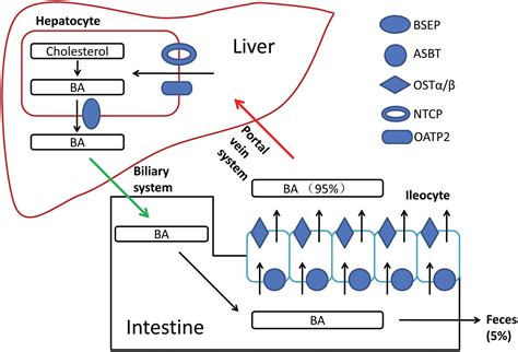 therapeutic roles  bile acid signaling  chronic liver diseases
