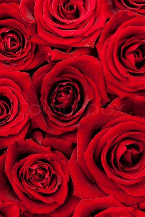 Beautiful red roses, background texture   Stock Photo  