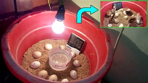 Easy Homemade Incubator For Chicken Eggs How To Make An Egg