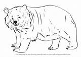 Bear Asian Drawing Draw Bears Step Animals Drawings Learn Paintingvalley sketch template