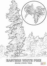 Coloring Tree State Michigan Pages Pine Maine Trees Drawing African Pecan Roots Printable Color Acacia Getcolorings Getdrawings Colorings Dot Perfect sketch template
