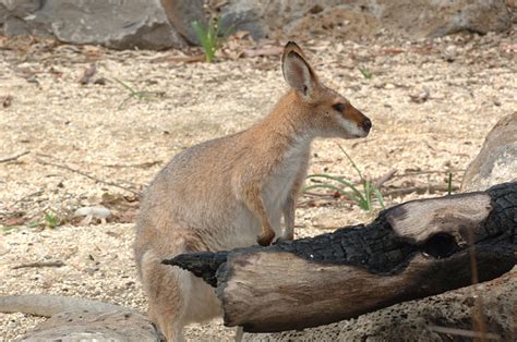 world  animals wallaby profile