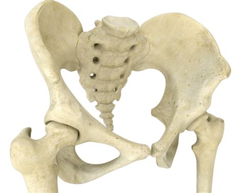 hip injury treatment central brisbane hip surgeon everton park qld