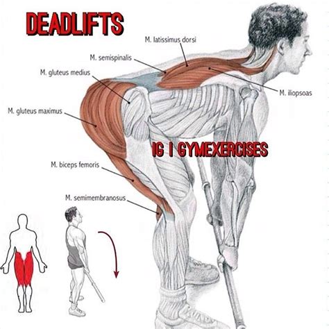 gym exercises  instagram tag  friend    learn  deadlift muscles involved