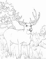 Coloring Deer Whitetail Hunting Pages Buck Realistic Turkey Color Tailed Getcolorings Printable Pag Head sketch template