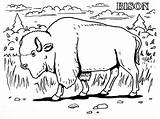 Bison Bizon Kolorowanki Bestcoloringpagesforkids Buffalo Coloringbay Pobrania Druku Dla Bisontes sketch template