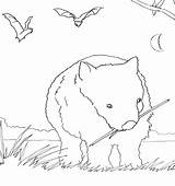 Wombat Australian Animals sketch template