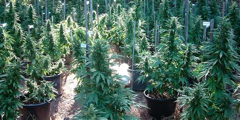 grow    cannabis plants  herb