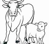 Cow Mucche Mucca Lembu Vitello Cows Kanak Koleksi Webtech360 Mewarna Kreatif sketch template