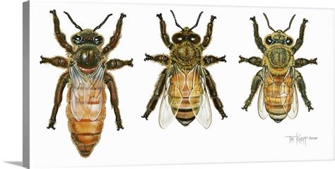 worker drone  queen honey bees wall art canvas prints framed prints wall peels great