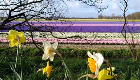 tulips  full bloom   netherlands kkday blog