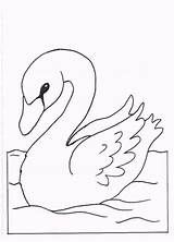 Swans sketch template