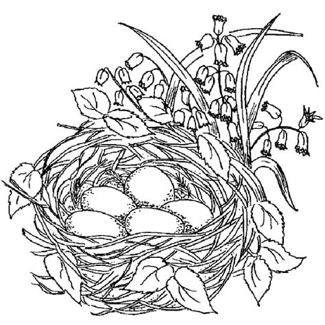 bird nest coloring page images