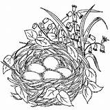 Nest Coloring Bird Pages sketch template