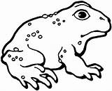 Toad Coloring Pages Printable Cane Frog Kids Toads Color Clipart Gif Sheet Captain Search Google Template Designlooter Print Mario Templates sketch template